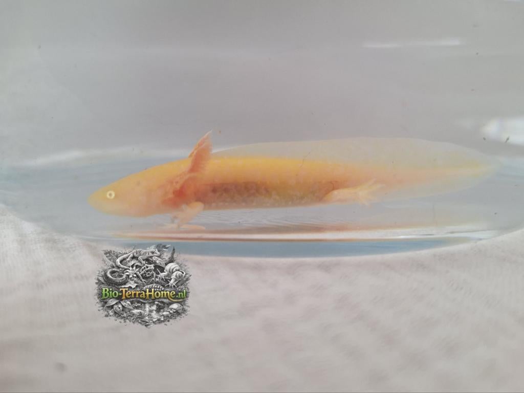 Axolotl golden albino (1vrouw), Amfibie, 0 tot 2 jaar