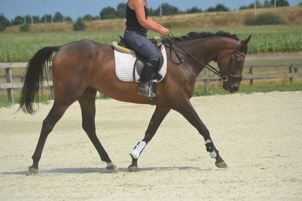Brave makkelijke ruin, B, Ruin, 3 tot 6 jaar, Recreatiepaard