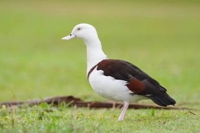 eenden ganzen zwanen, Dieren en Toebehoren, Meerdere dieren, Eend