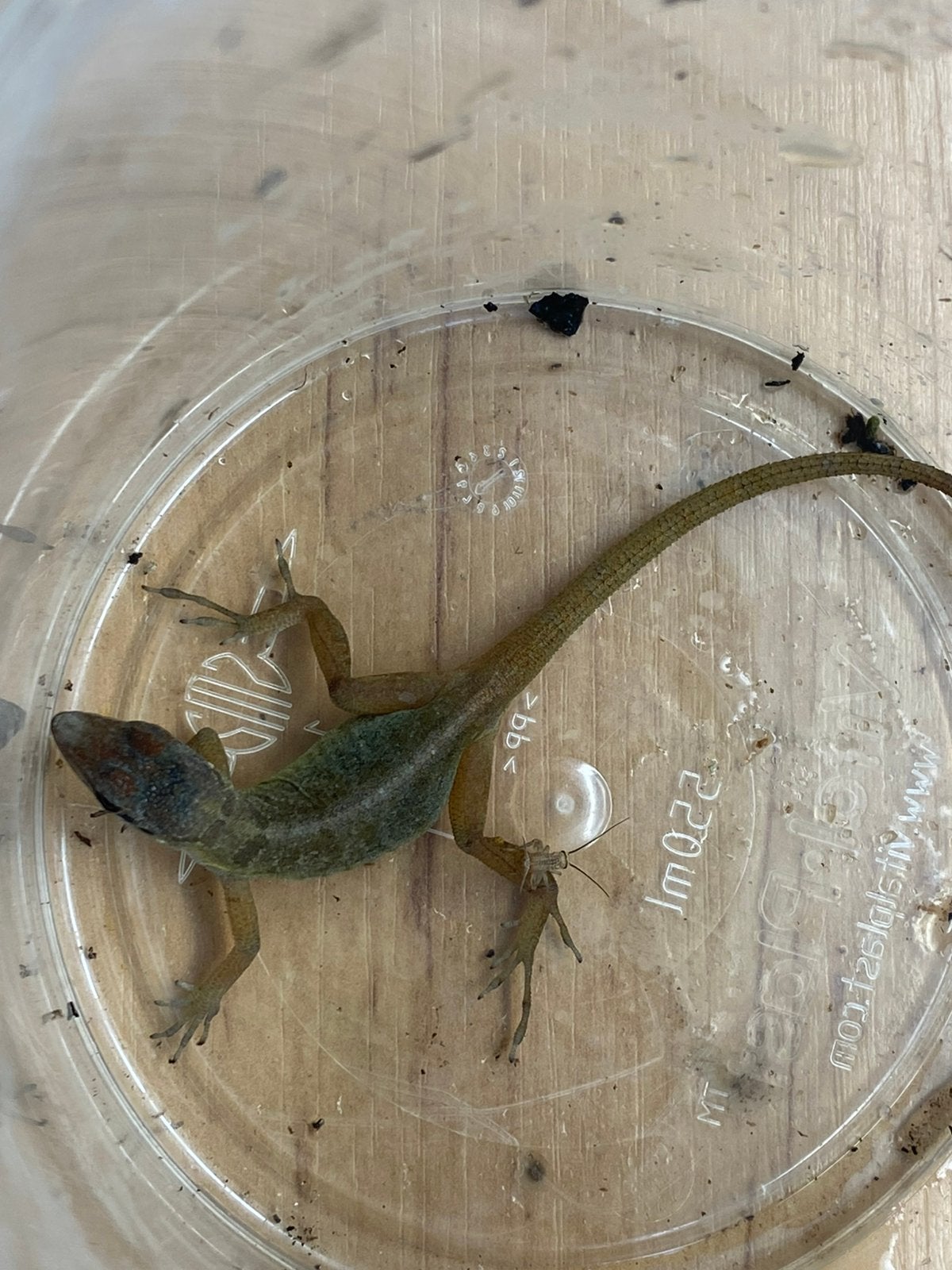 Anolis Pogus koppel volwassen, Dieren en Toebehoren, Hagedis, 3 tot 6 jaar