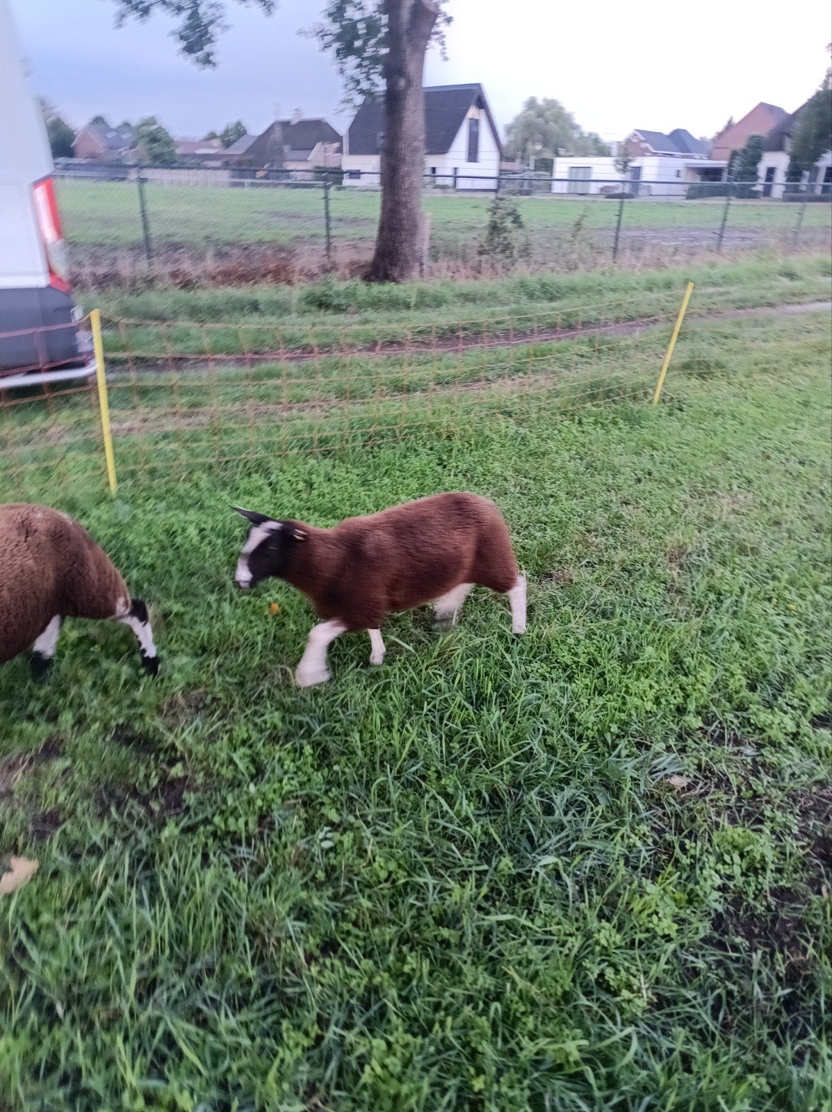 ramlam, Dieren en Toebehoren