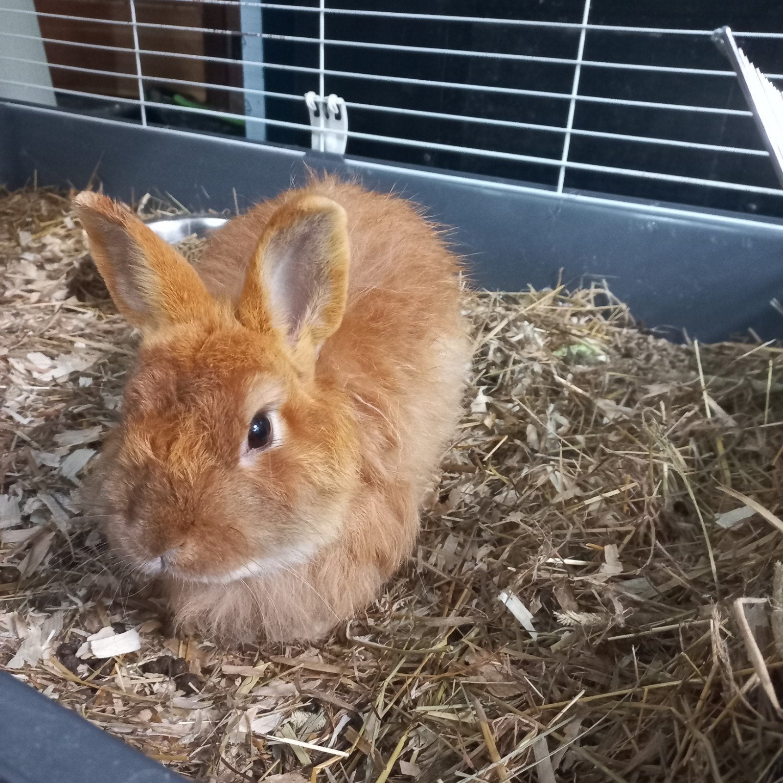 Rammetje, Dieren en Toebehoren, Mannelijk, Dwerg, 0 tot 2 jaar