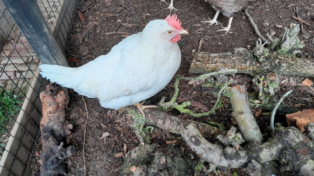 Witte leghorn, Dieren en Toebehoren, Pluimvee, Vrouwelijk, Kip