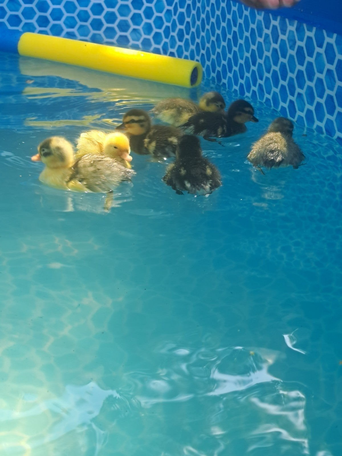Kwakerjongen 1 week oud, Dieren en Toebehoren, Geslacht onbekend, Eend