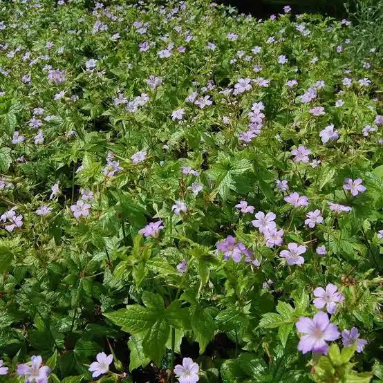 Vaste planten: geranium nodosum, ooievaarsbek, Tuin en Terras, Planten | Tuinplanten, Bodembedekkers, Vaste plant, Ophalen of Verzenden
