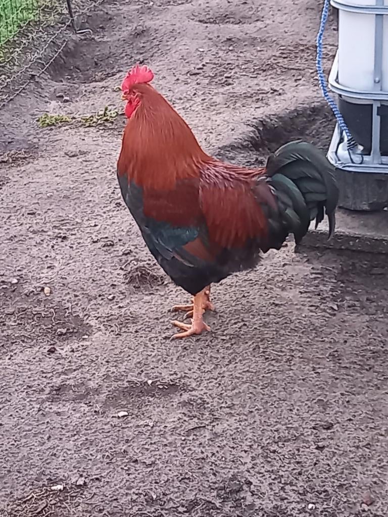 Broedeieren grote amrock met welsumer haan, Dieren en Toebehoren, Pluimvee, Geslacht onbekend, Kip