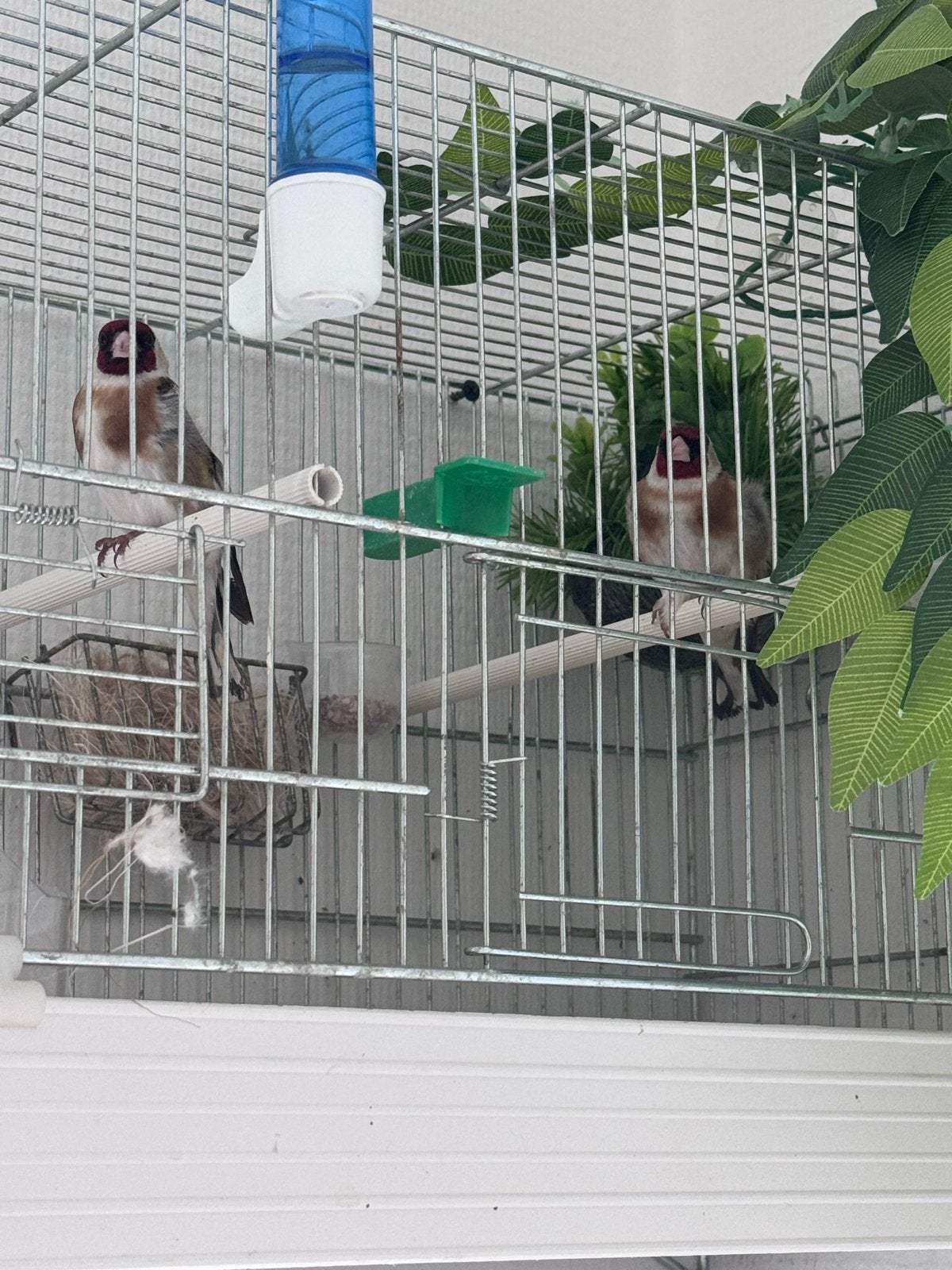 Koppel parva putters van 24, Dieren en Toebehoren, Vogels | Overige Vogels, Meerdere dieren, Wildzangvogel