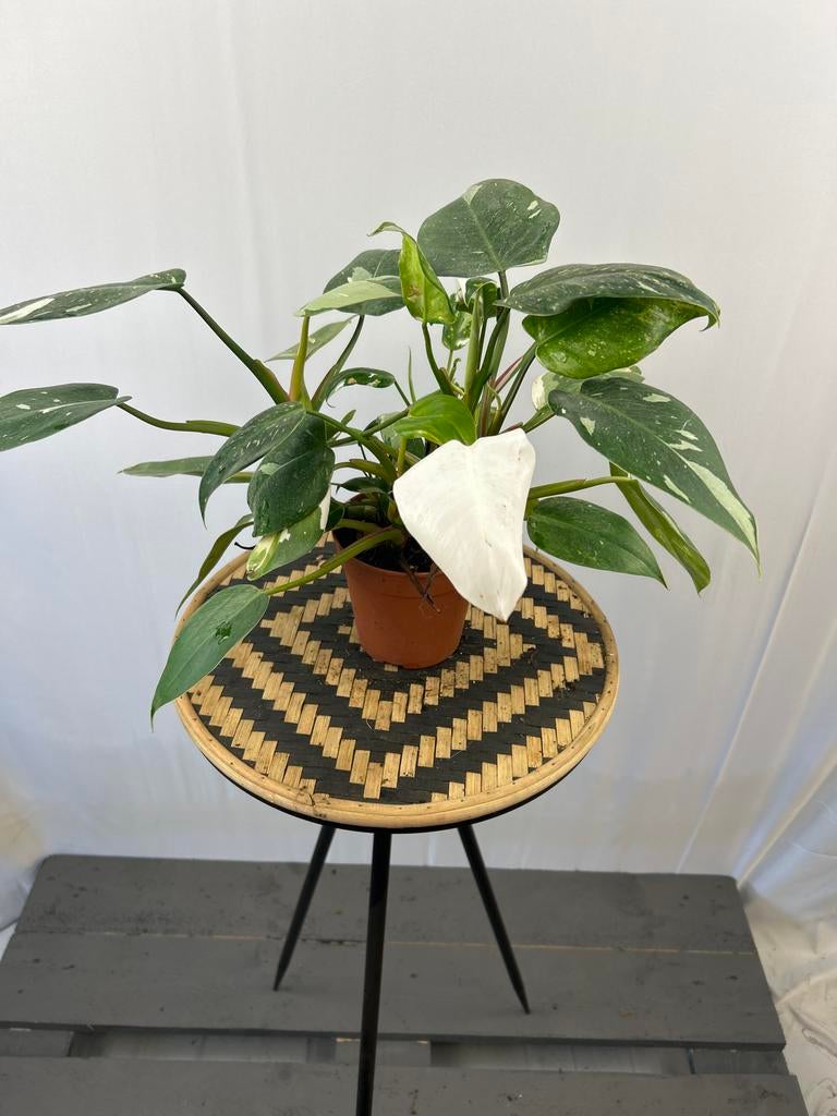 Philodendron White Princess - 12 cm pot, 20 cm hoog, Overige soorten, In pot, Minder dan 100 cm, Groene kamerplant