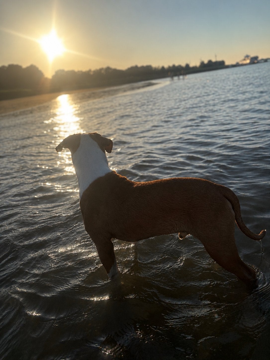 Stafford pup 8 maanden, 15 weken tot 1 jaar, Reu, Eén hond, Nederland