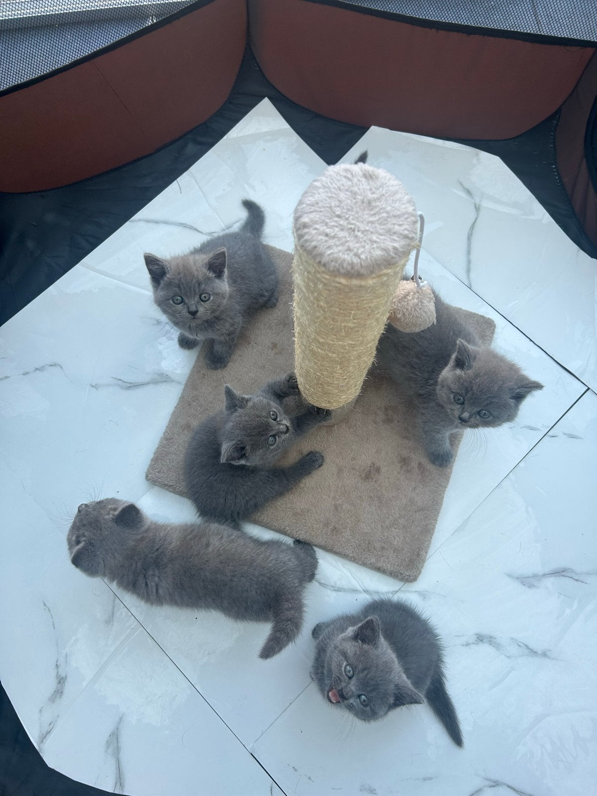 britse korthaar kittens, Meerdere dieren, Gechipt, 0 tot 2 jaar