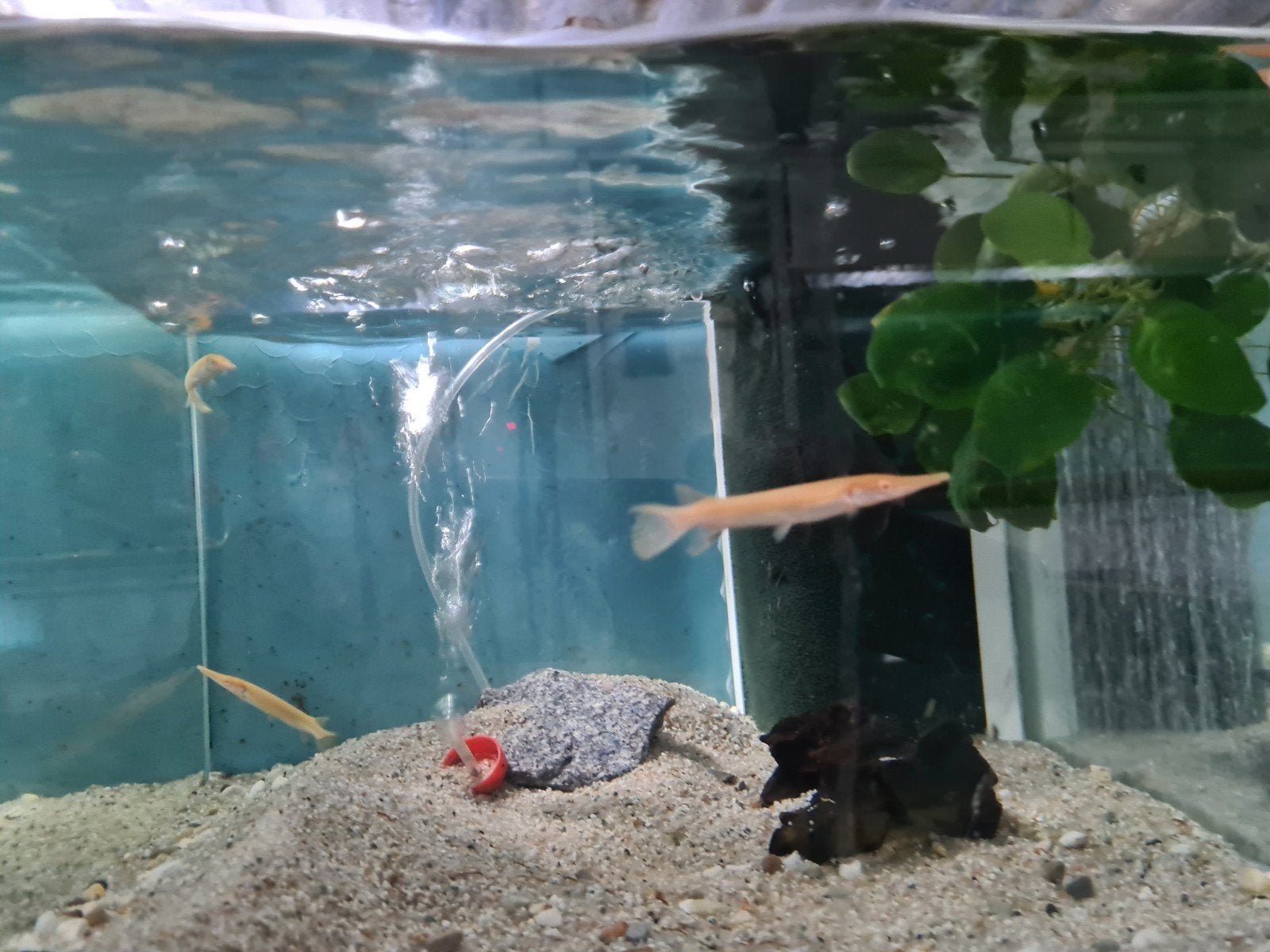 Albino Alligator Gar, Atractosteus Spatula Albino, beensnoek