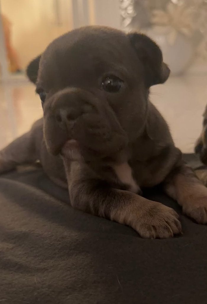 Franse Bulldog pups, Particulier, 8 tot 15 weken, Buitenland, Parvo