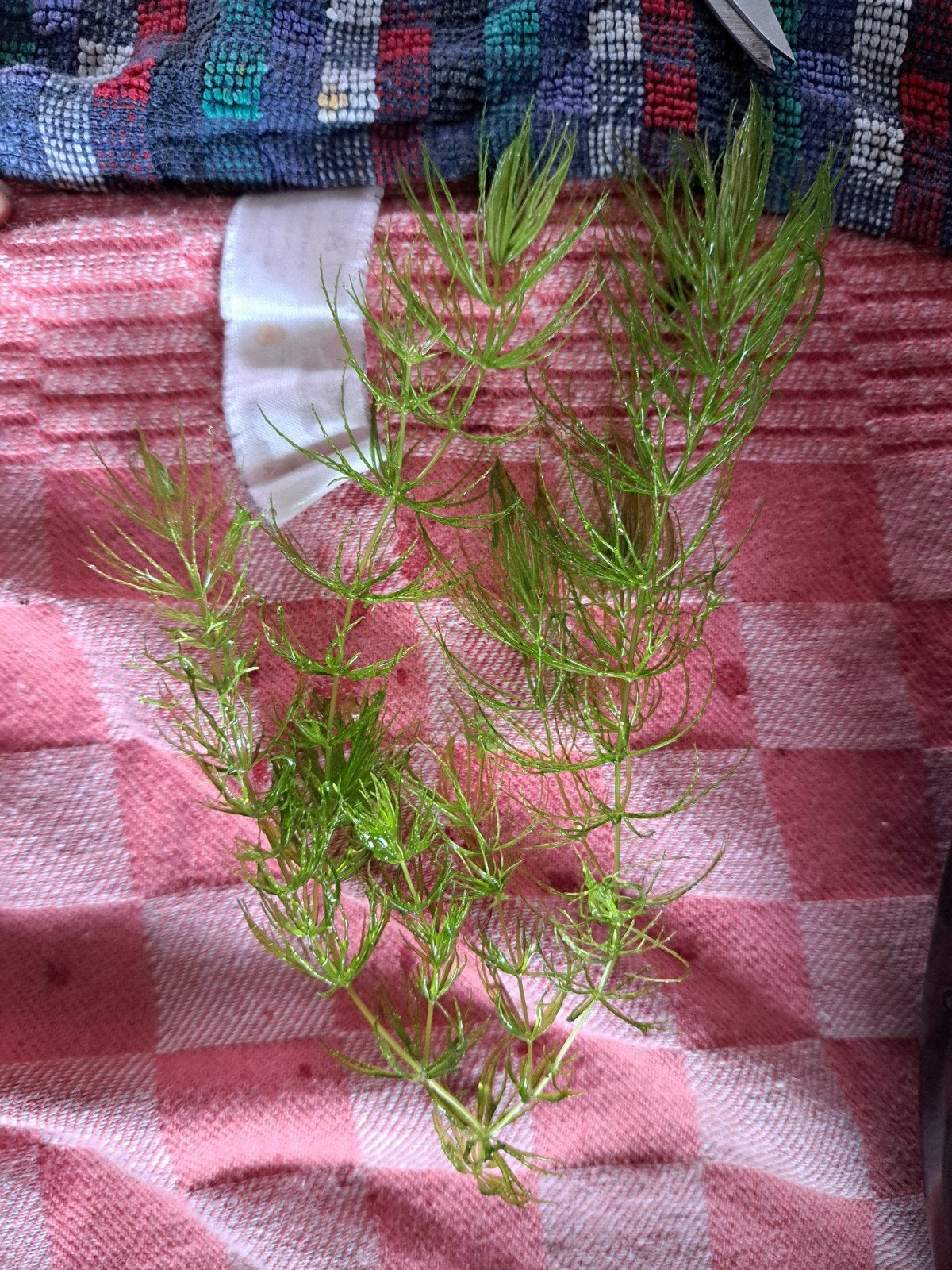 gratis aquariumplanten, Ophalen, Plant(en), Steen of Hout