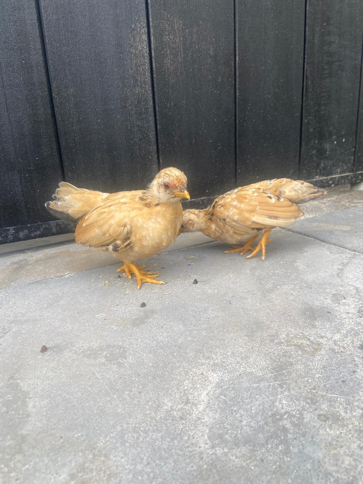 Serama hennetjes en haantjes, Dieren en Toebehoren, Pluimvee, Meerdere dieren, Kip