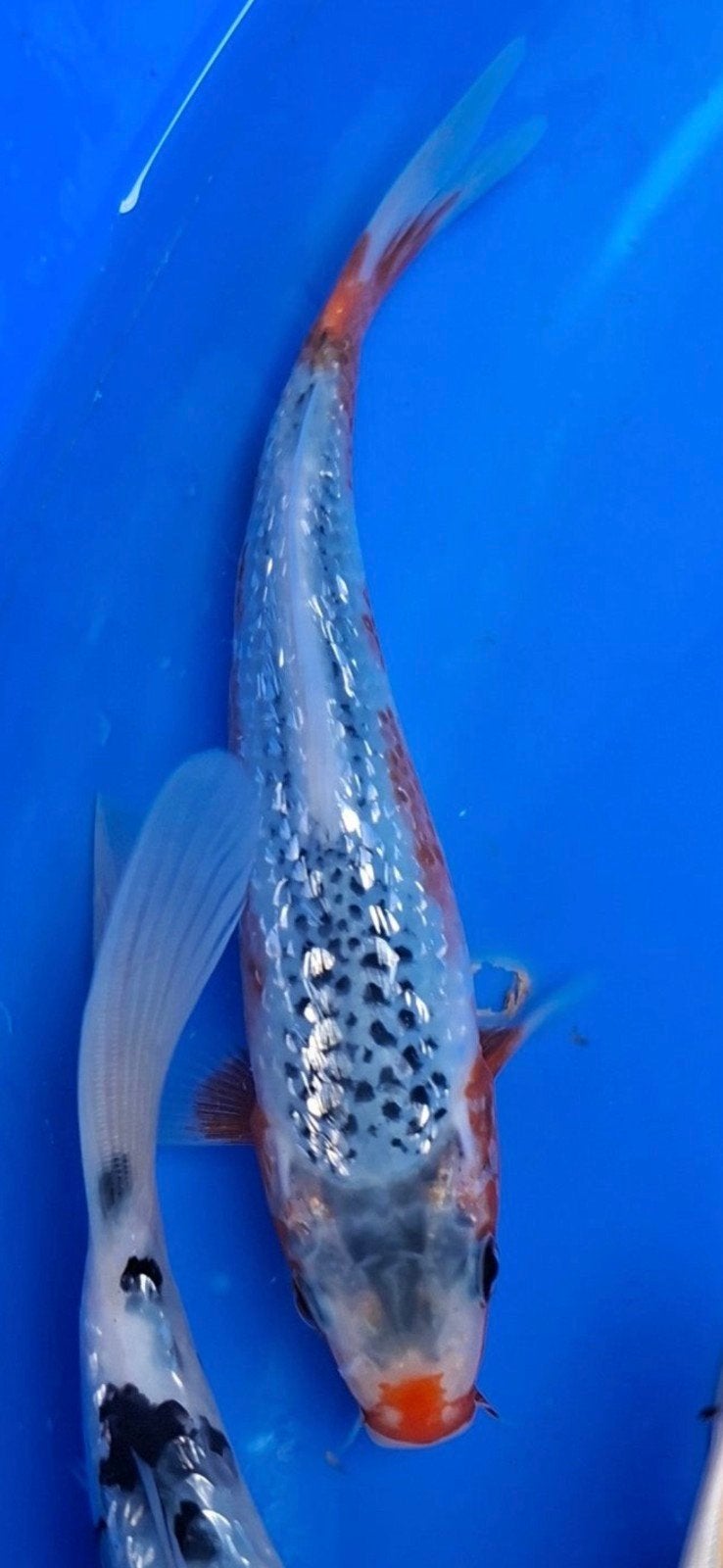 hq ginrin asagi tosai, Dieren en Toebehoren