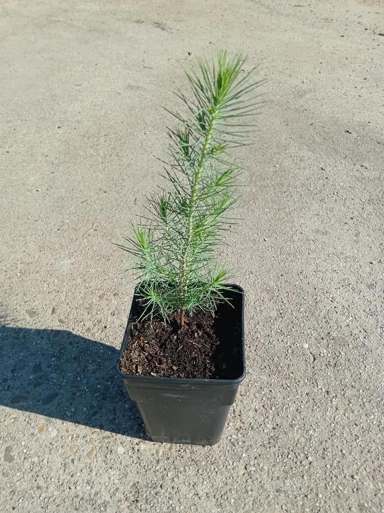 Pinus Halepensis, Tuin en Terras, Volle zon, Lente, 400 cm of meer, Overige soorten