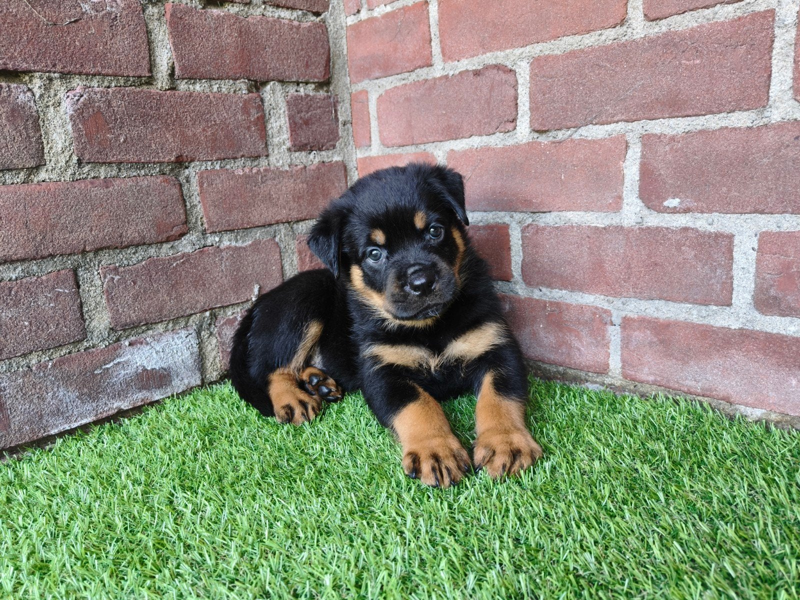 8 Rottweiler pups, Parvo, Reu, 8 tot 15 weken, Meerdere