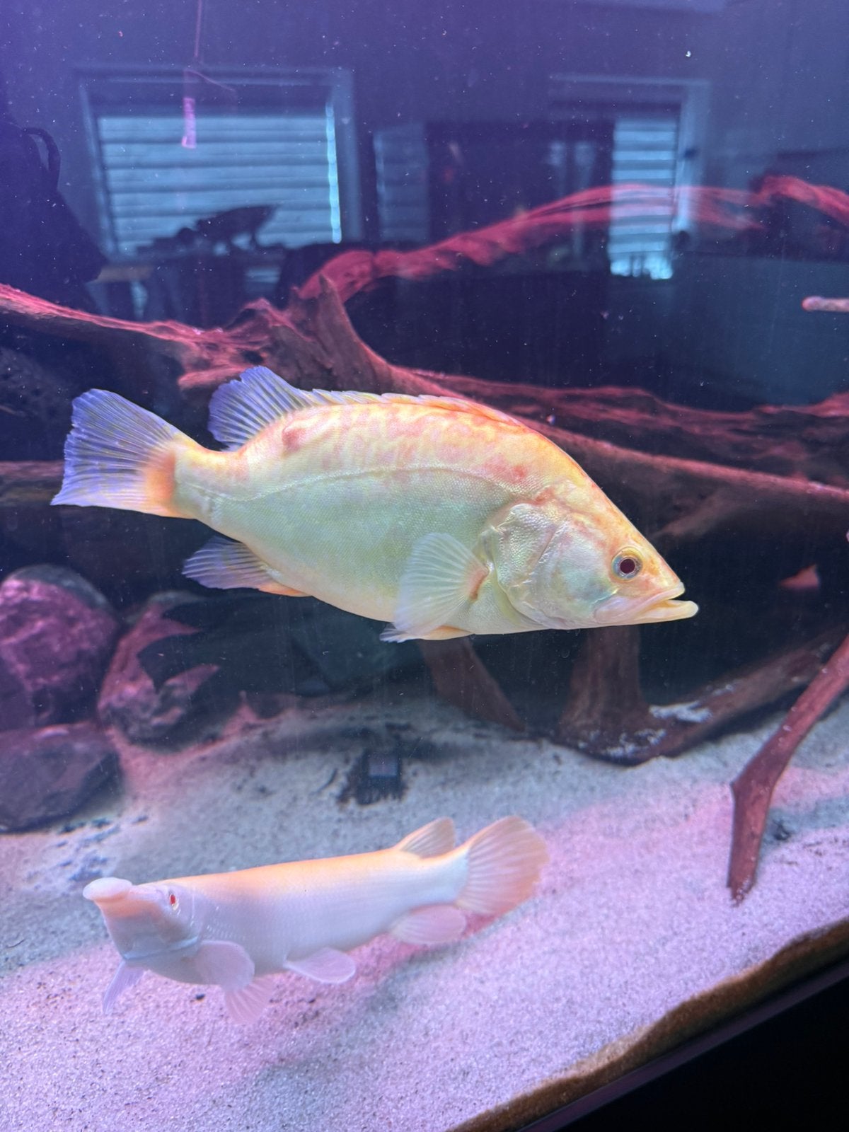 Siniperca gold rond de 30 cm, Dieren en Toebehoren, Vis