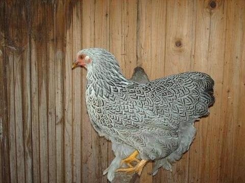 wyandottes meerzomig zilverpatrijs, Dieren en Toebehoren, Pluimvee, Meerdere dieren, Kip