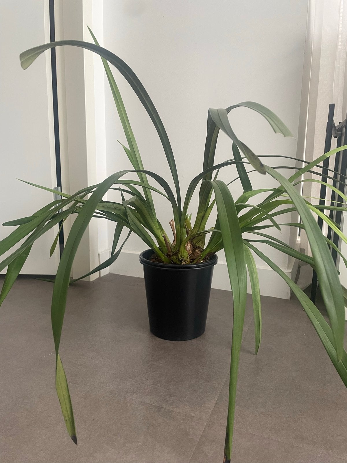 Cymbidium Orchidee met roze-paarse bloemen, Tuin en Terras, Planten | Tuinplanten, Vaste plant, Bloeit niet, Halfschaduw, Ophalen