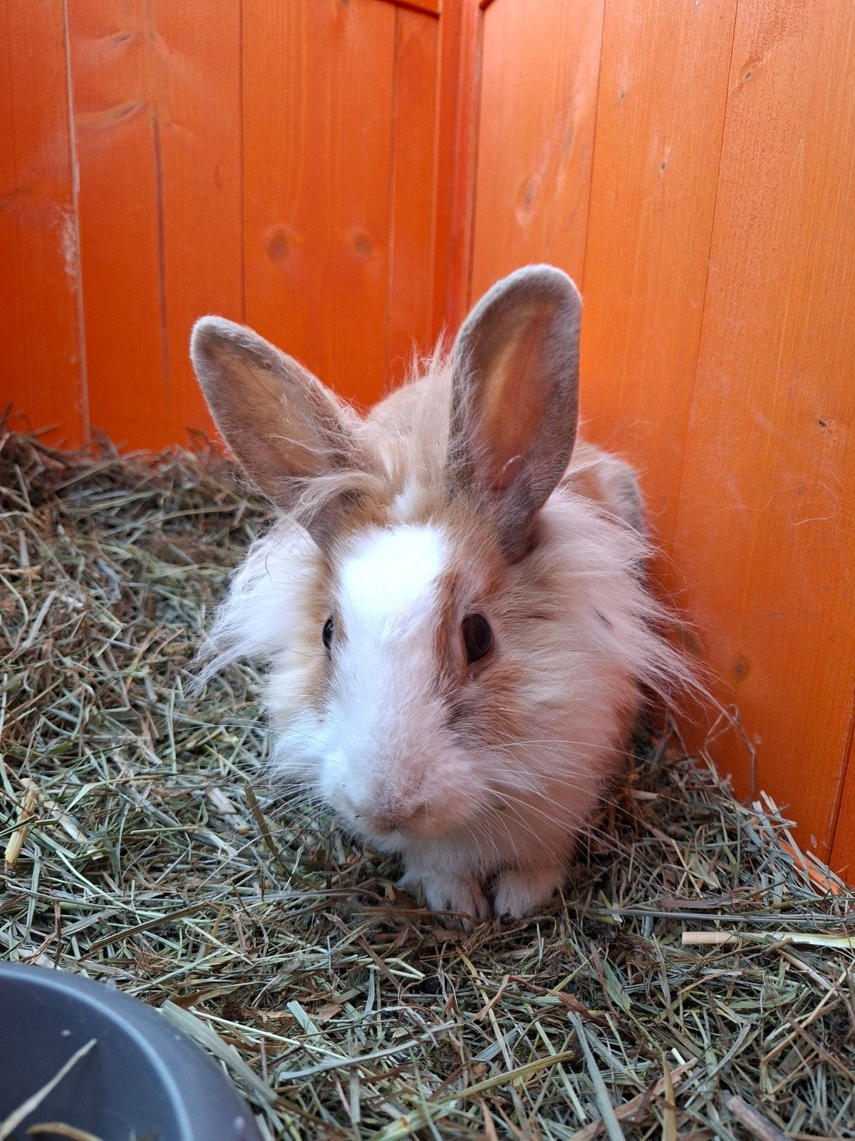 Lief Jong Konijn met nieuw hok, Dieren en Toebehoren, Konijnen, Vrouwelijk, Middelgroot, 0 tot 2 jaar