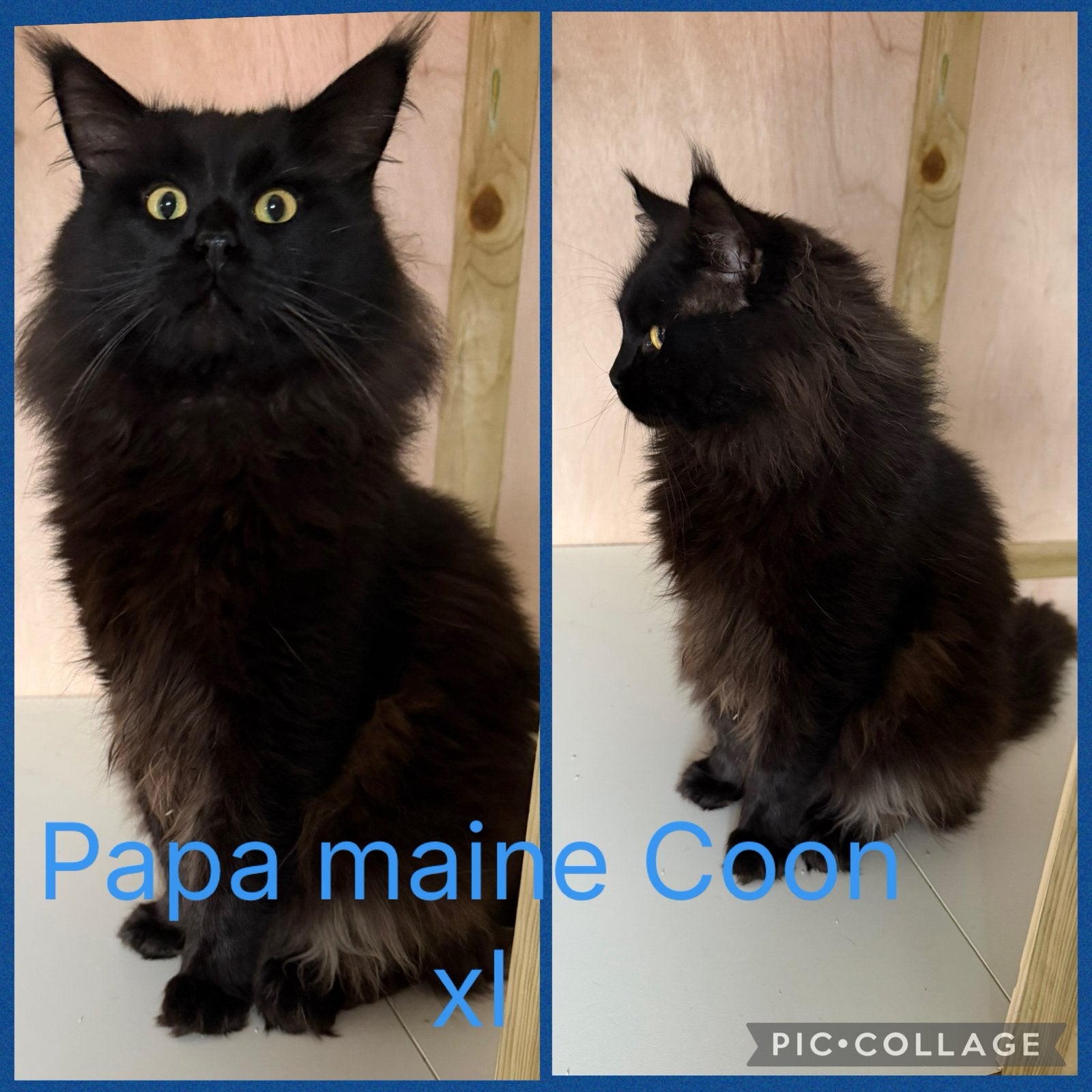 Maine coon/ maincoon kittens, Dieren en Toebehoren, Meerdere dieren, Ontwormd, 0 tot 2 jaar