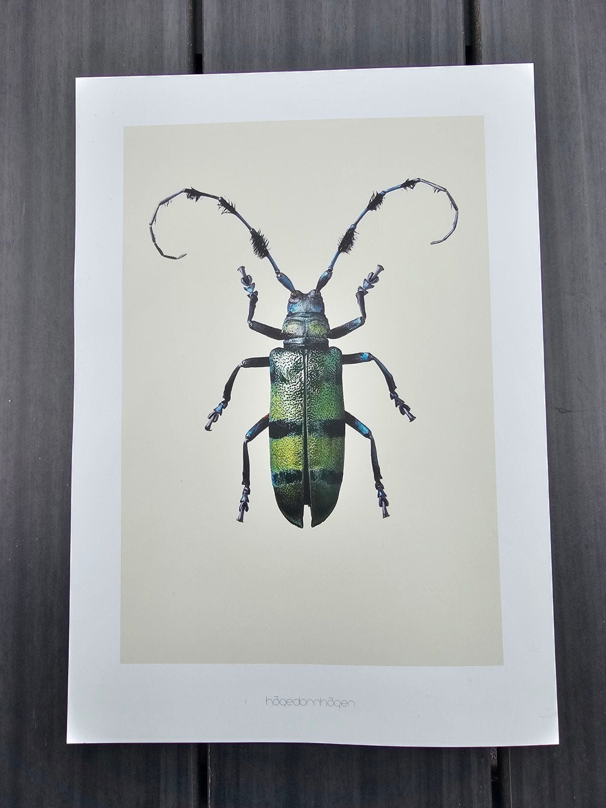 insectencollectie van het merk Hagedornhagen, Ophalen
