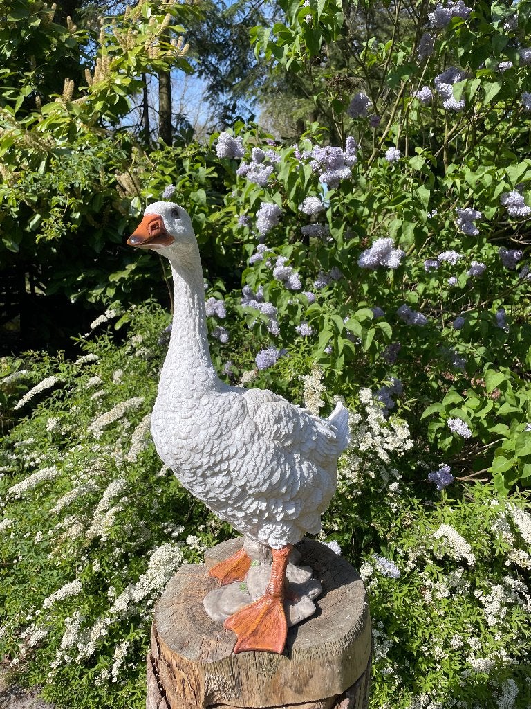 Beeld Gans wit, tuin, zwembad, vijver, boerderij 60cm, Ophalen, Nieuw, Kunststof, Dierenbeeld