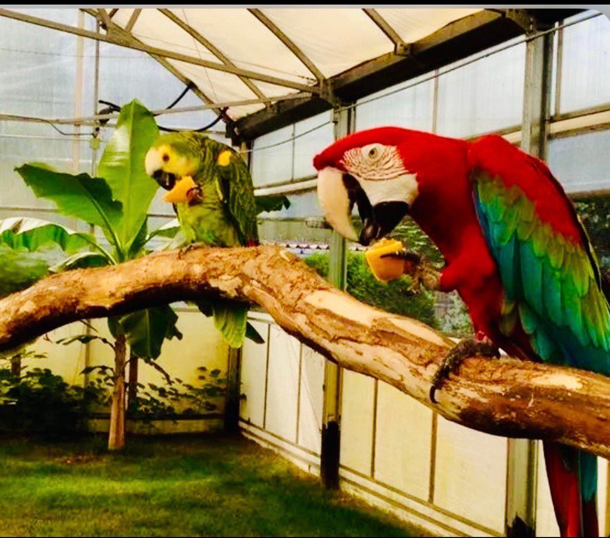 GEZOCHT OPVANG & FOREVERHOME VAN ALLE SOORTEN KROMSNAVELS, Dieren en Toebehoren, Vogels | Parkieten en Papegaaien, Meerdere dieren