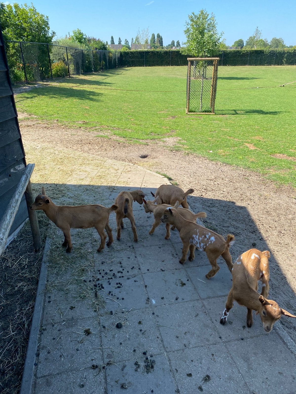 Prachtige dwerggeit bokjes, Dieren en Toebehoren, Mannelijk, Geit, 0 tot 2 jaar