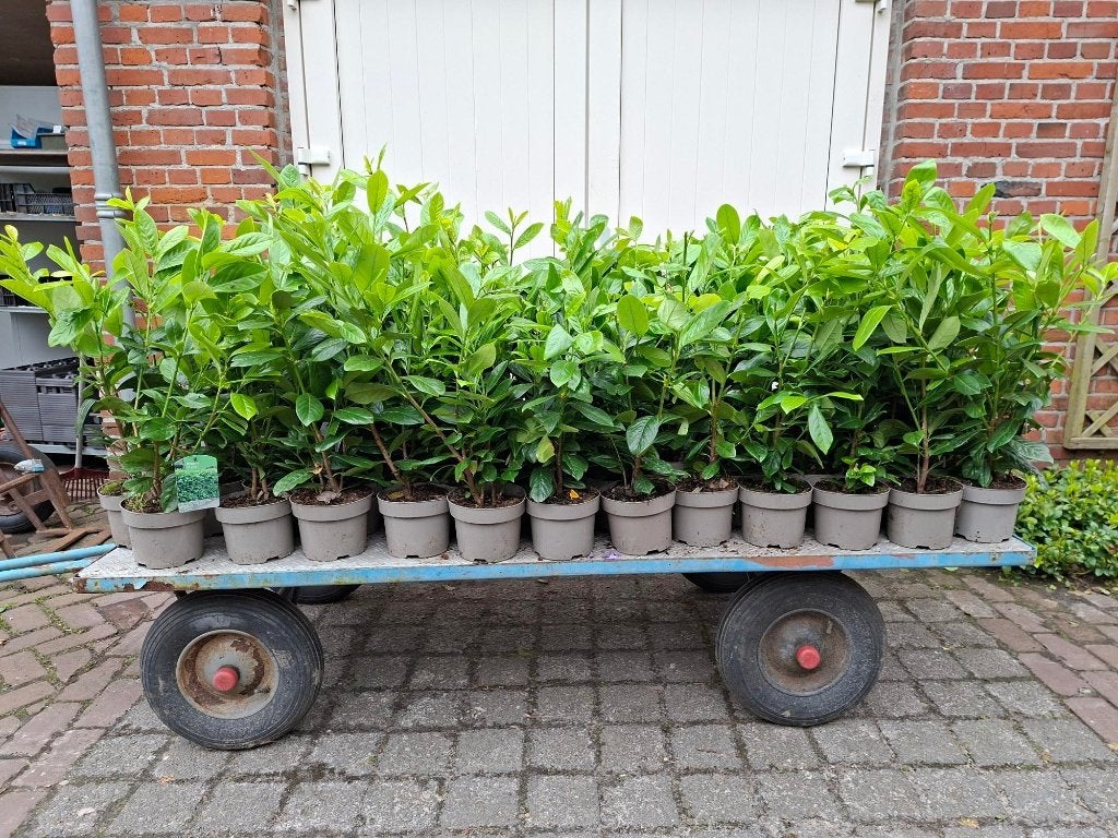 Mooie Prunus 'Novita' (Haaglaurier/ laurier) in pot!, Tuin en Terras, Planten | Struiken en Hagen, Ophalen, Laurier, 100 tot 250 cm