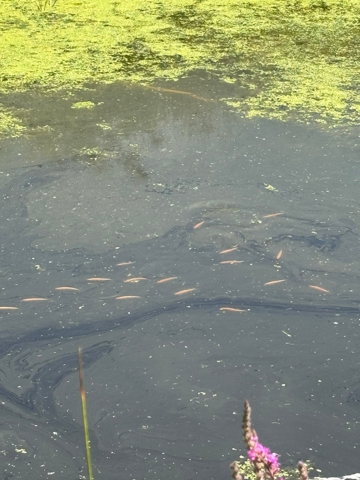Jonge goudwindes, Dieren en Toebehoren, Baars of Goudwinde