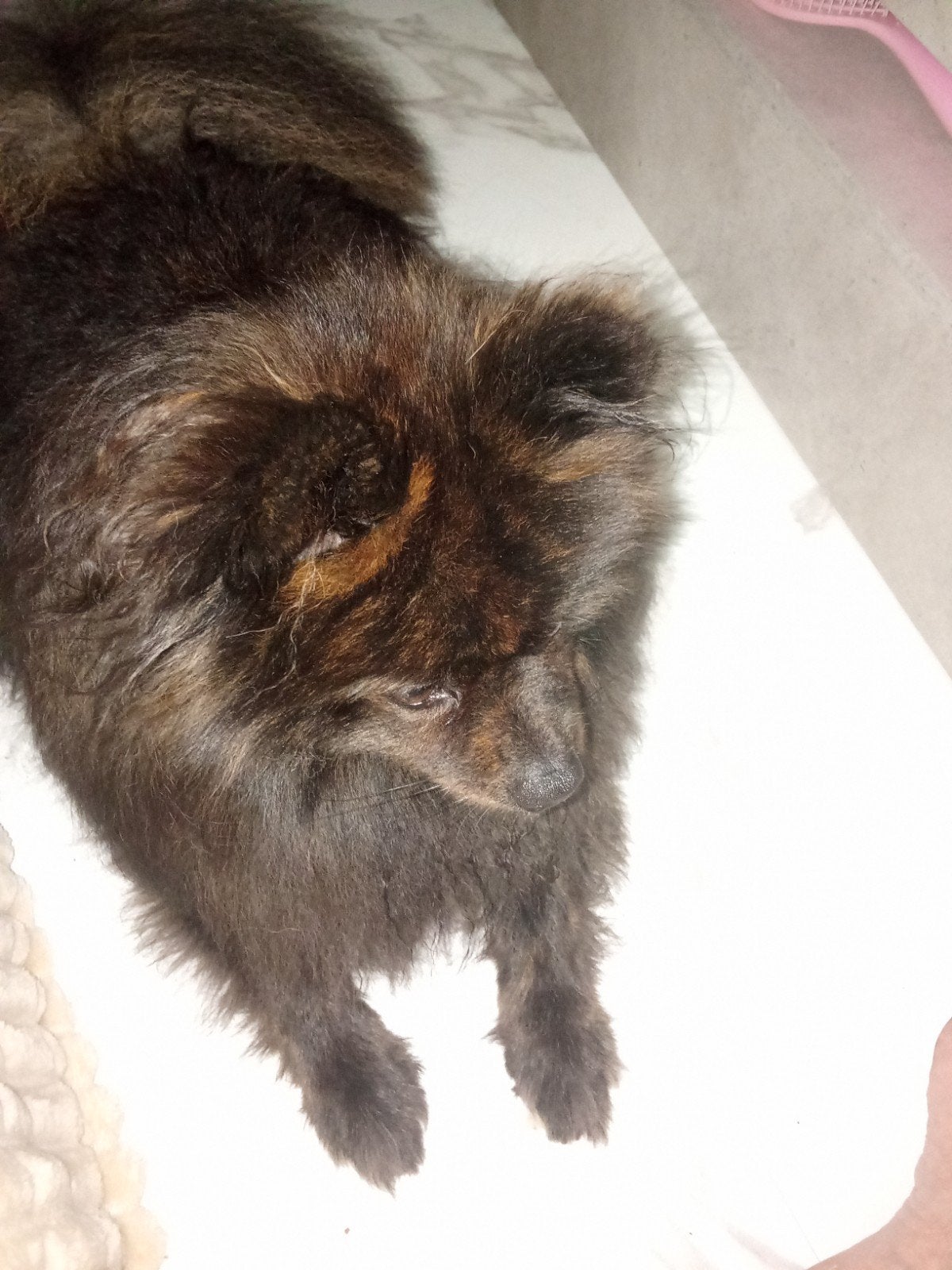 Dek reu voor middelmatige Pomerianen, Dieren en Toebehoren, Reu, 1 tot 2 jaar, Eén hond, CDV (hondenziekte)