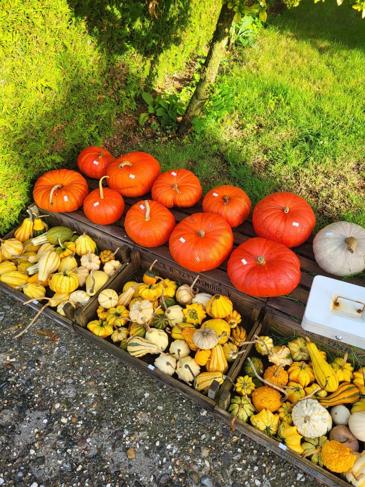 Pompoenen, kalebassen, voor de sier of soep., Tuin en Terras, Ophalen