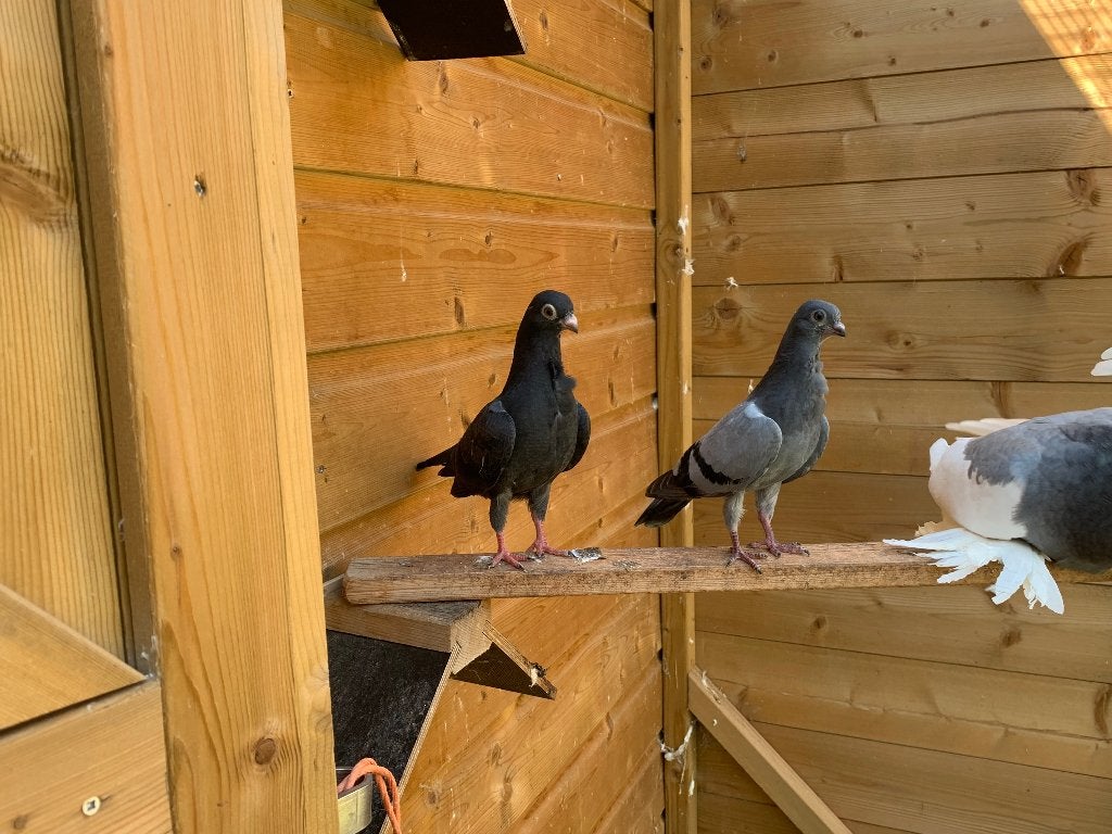 Figurita’s, Dieren en Toebehoren, Vogels | Duiven, Meerdere dieren, Overige soorten