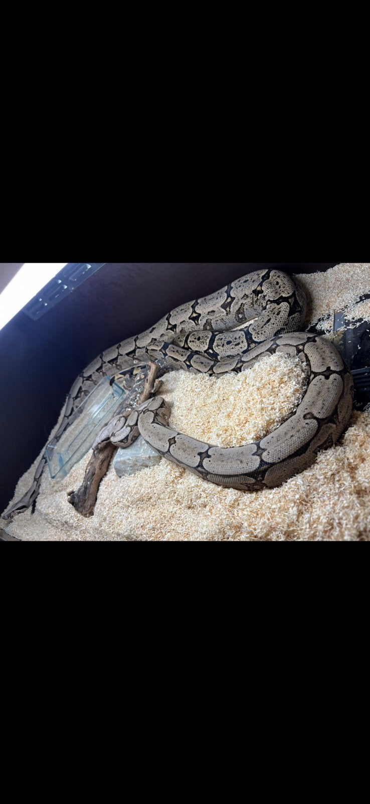 Baby amarali boa ‘26 Boa Constrictor - unknown for sale from Rick Spliethof
