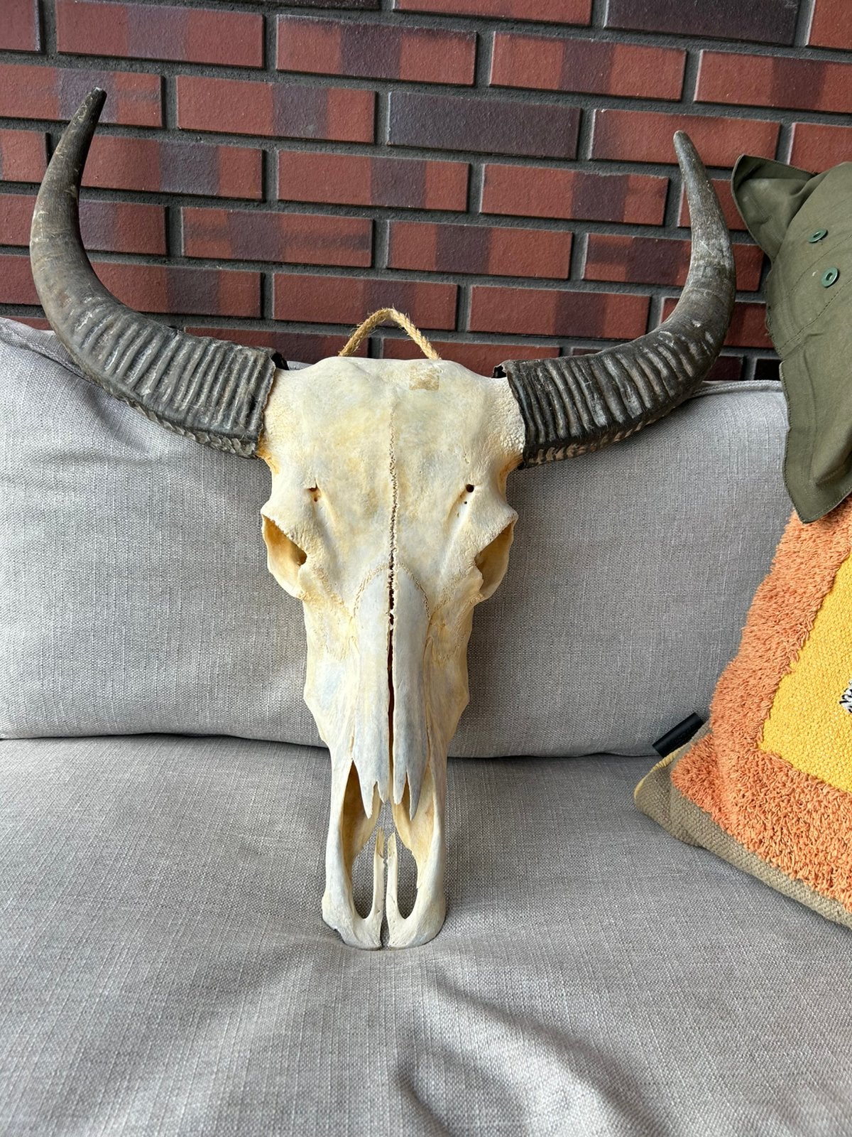 Buffelschedel, Ophalen, Zo goed als nieuw, Overige soorten, Schedel