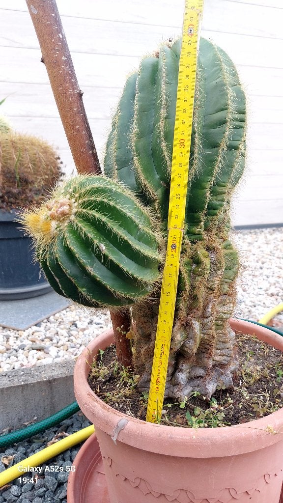 Cactussen, Ophalen, Minder dan 100 cm, Bloeiende kamerplant, Volle zon