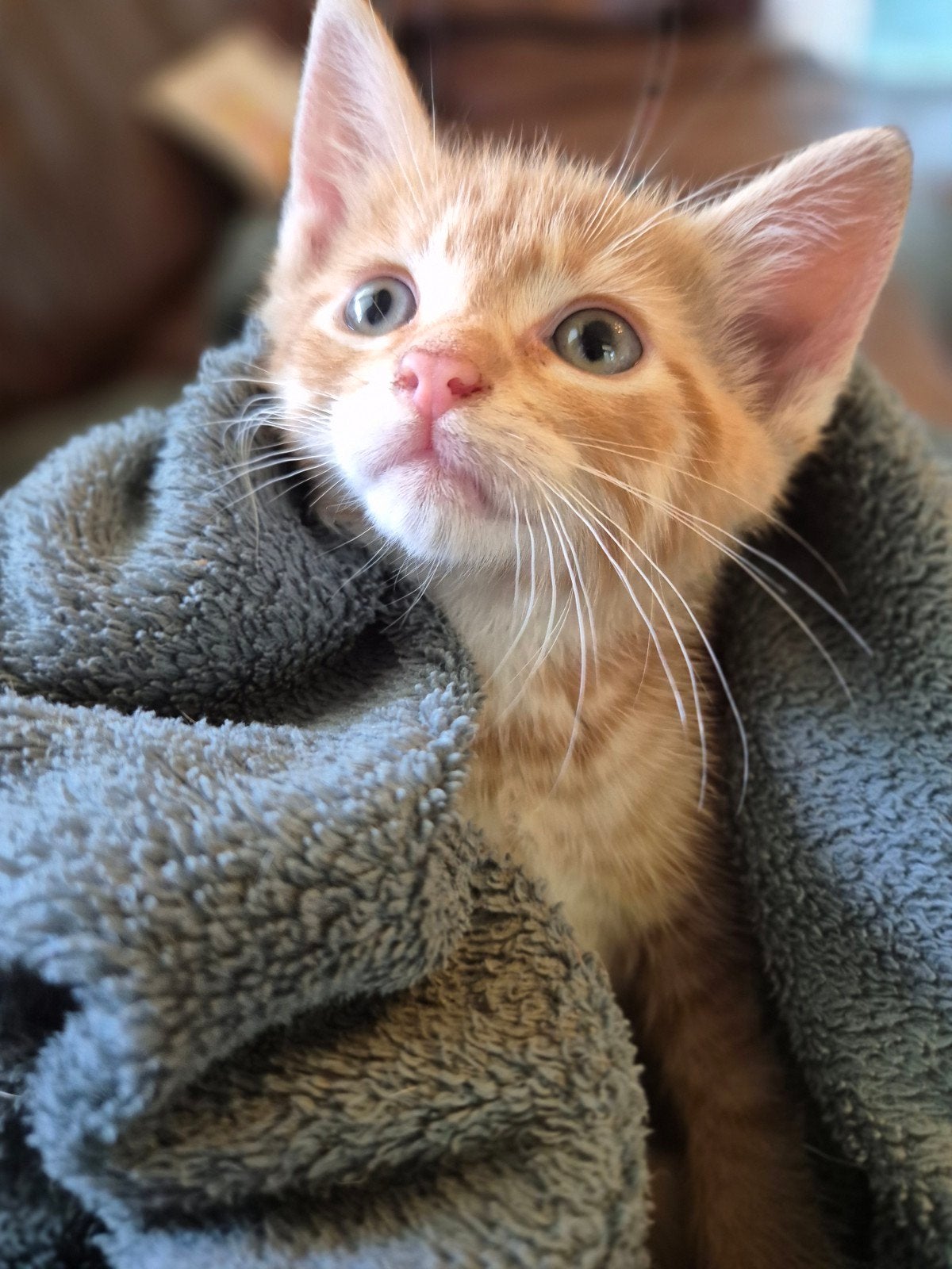 Superlief rood katertje! Zindelijk en tam, Dieren en Toebehoren, Kater, 0 tot 2 jaar
