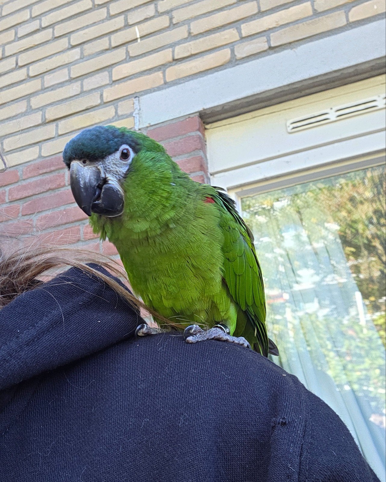 Ara nobilis, Vrouwelijk, Papegaai, Pratend