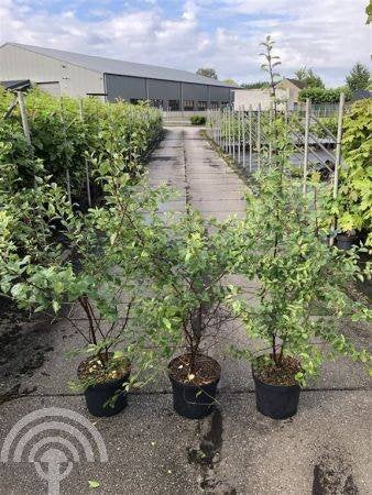 HEESTER/BOOM Prunus spinosa Sleedoorn eetbare tuin biodivers, Volle zon, Vaste plant, Ophalen of Verzenden, Fruitplanten
