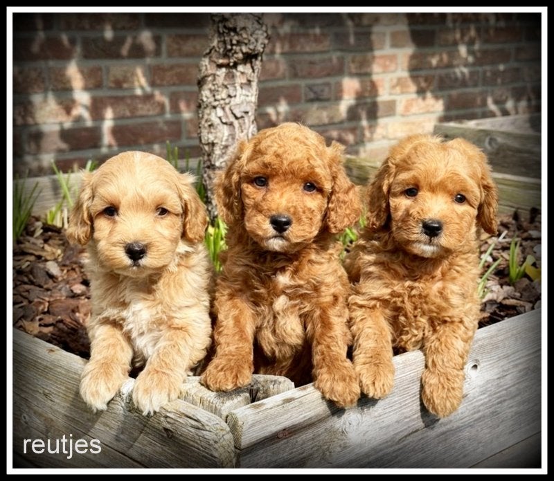 Maltipoo F1b pups, Nederland, Parvo, Overige rassen, 8 tot 15 weken