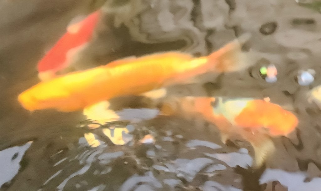 2 mooie karpers te koop, Dieren en Toebehoren, Karper of Koi