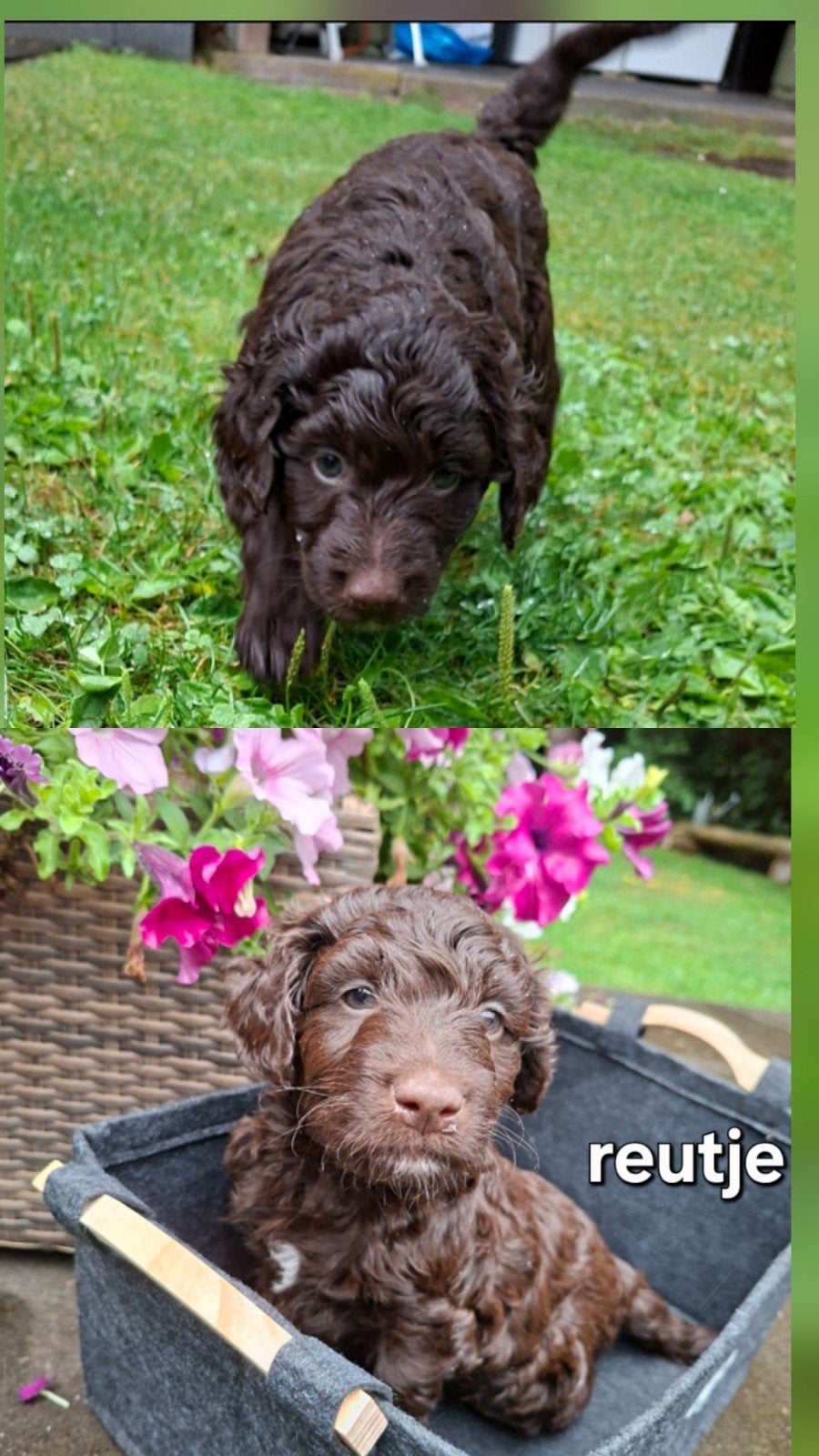 Labradoodle pups., 8 tot 15 weken, Meerdere, Meerdere dieren, Nederland