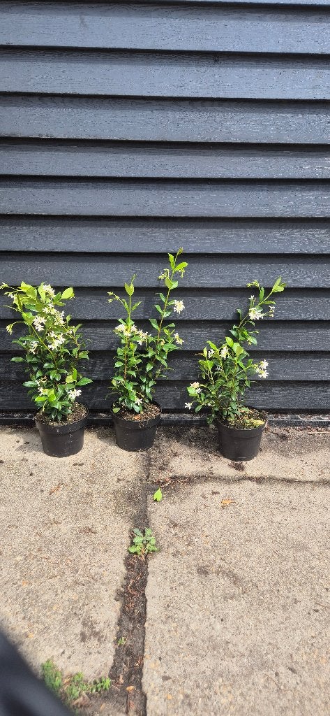 Toscaanse jasmijn ca 60cm, Ophalen, Volle zon, Vaste plant, Klimplanten