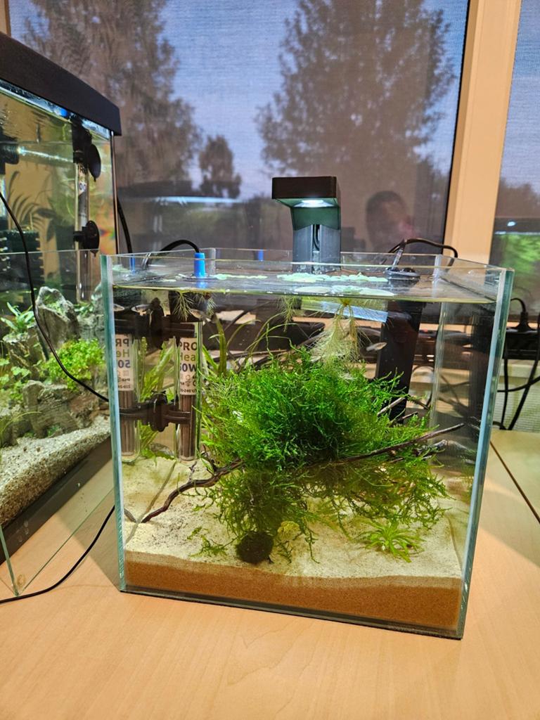 Mooie nano cube, Ophalen, Zo goed als nieuw, Gevuld zoetwateraquarium