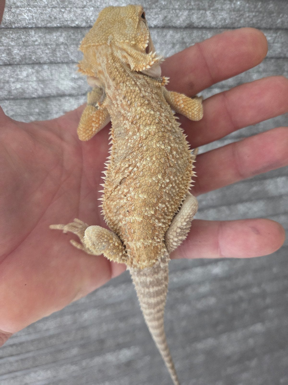Baardagaam Pogona Vitticeps Citrus Normal Scale Bearded Dragon - male for sale from r.greven1983