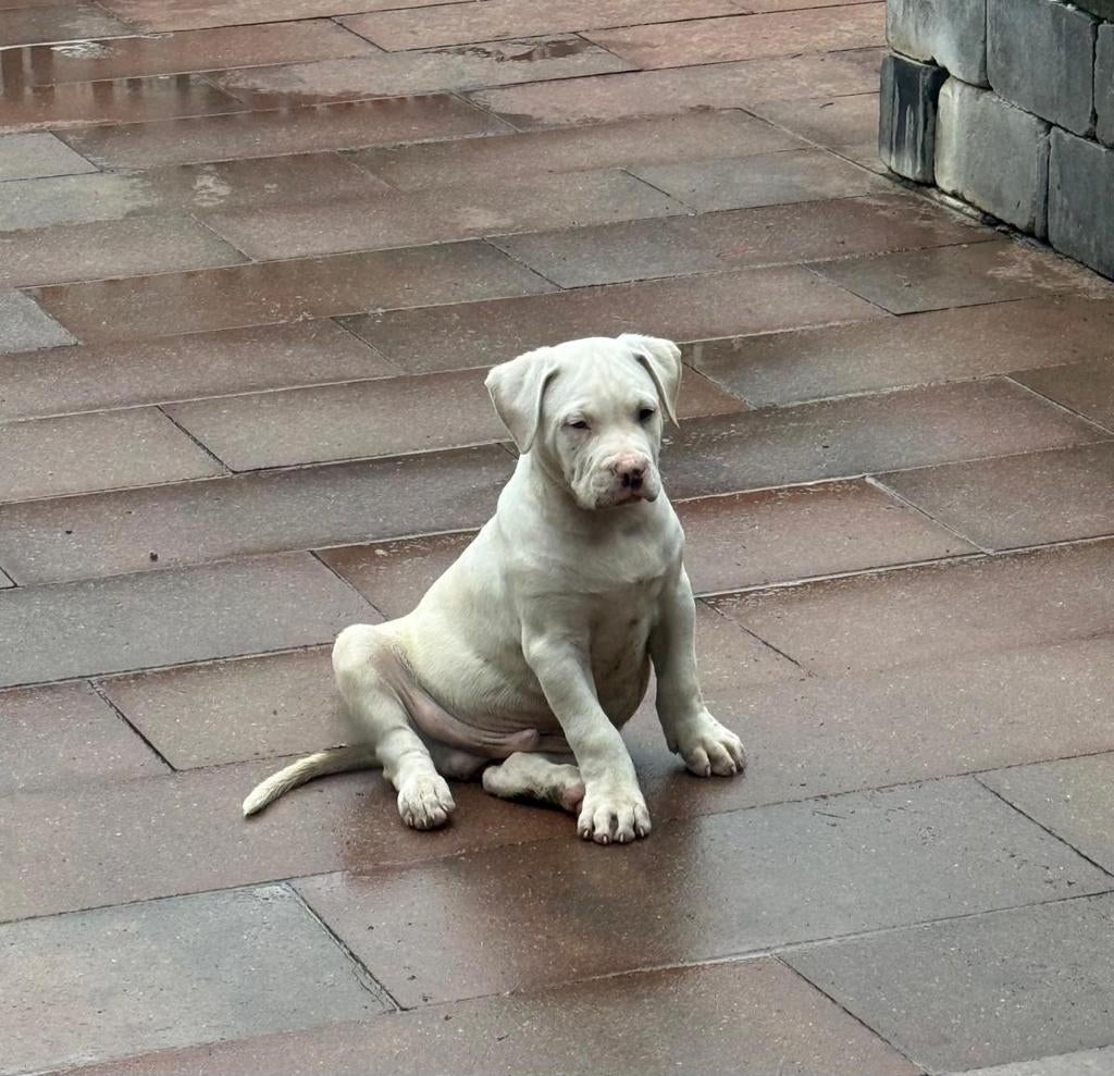 Pitbull XL X Am Staf Cream/White pup reu 9 weken, Dieren en Toebehoren, Parvo, 8 tot 15 weken, Meerdere, Meerdere dieren