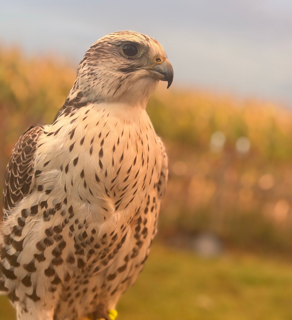 2 Sakervalk tarsels, Dieren en Toebehoren, Mannelijk, Roofvogel, Geringd