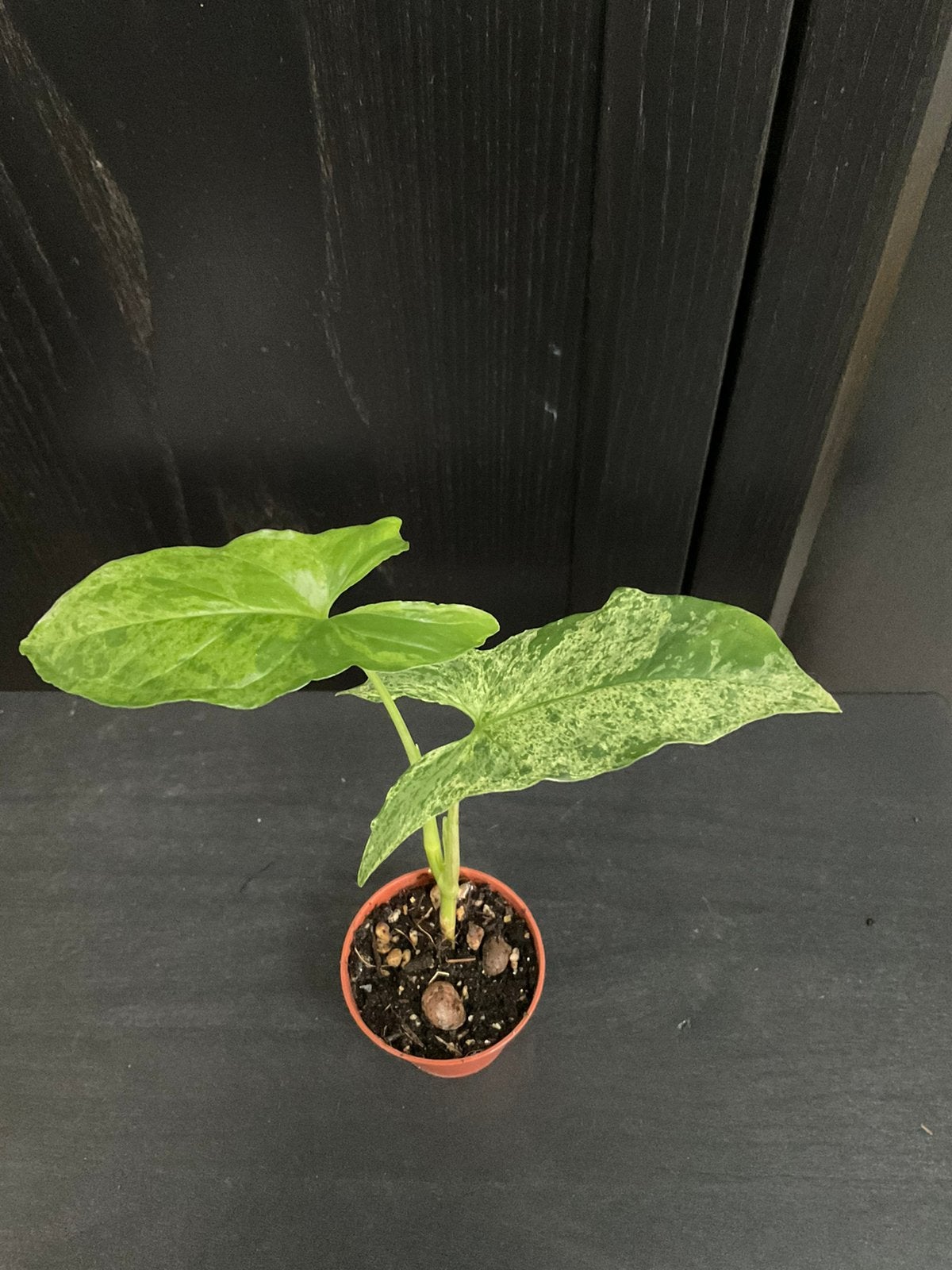 Syngonium mottled mojito stekje 1, Ophalen, Overige soorten, Halfschaduw, Minder dan 100 cm